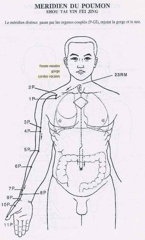 Méridien du poumon