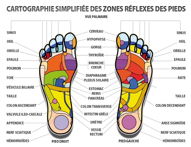 Cartographie réflexologie plantaire